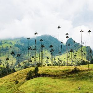 Colombia: un mundo por descubrir (18 -31 enero 2023) - RESERVA DE PLAZA