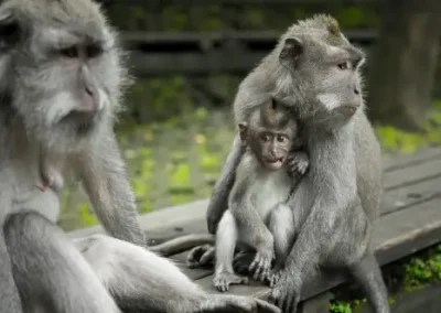 Bali: aventura por la isla de los Dioses